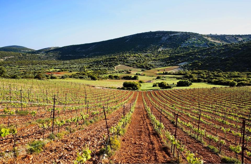 Gentilini Winery & Vineyards in Kefalonia.jpg