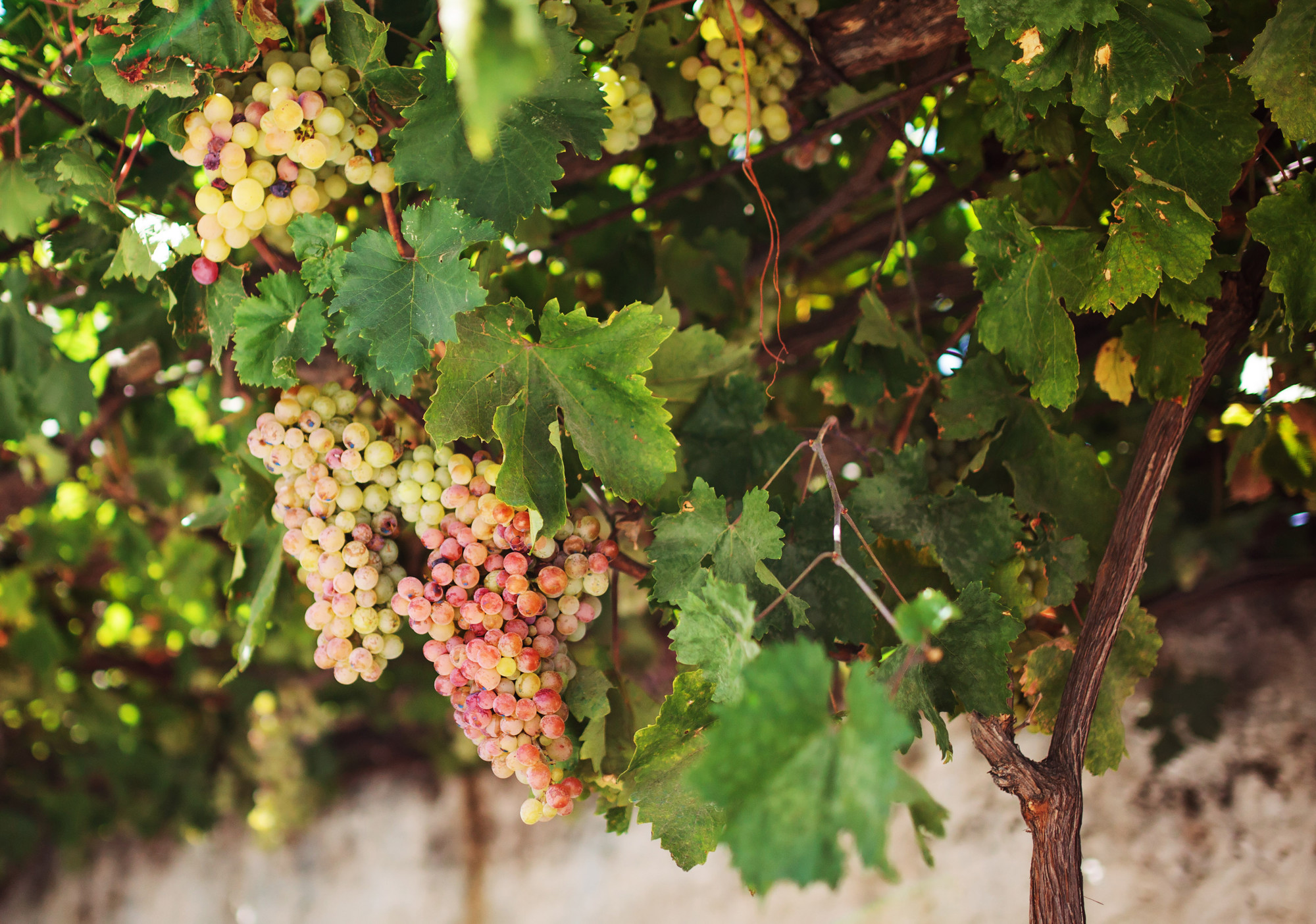 Crete, Heraklion wine country