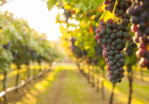 A guide to the vineyards and wineries of Kefalonia