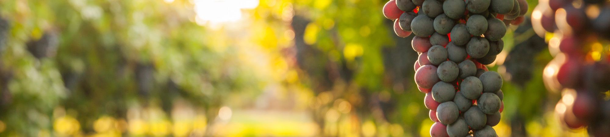 A guide to the vineyards and wineries of Kefalonia