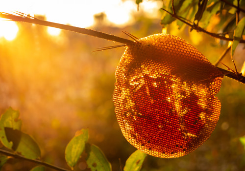 Millions of bees can’t be wrong – Greek honey is among the best in the world