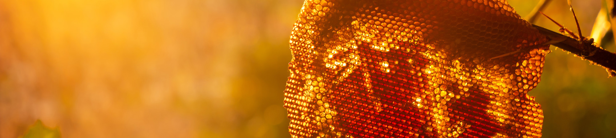 Millions of bees can’t be wrong – Greek honey is among the best in the world