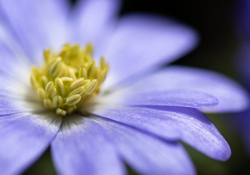 Springtime in Greece