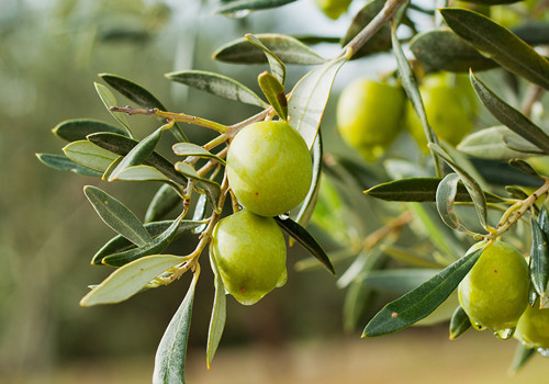 Outstanding olive oil from Greece