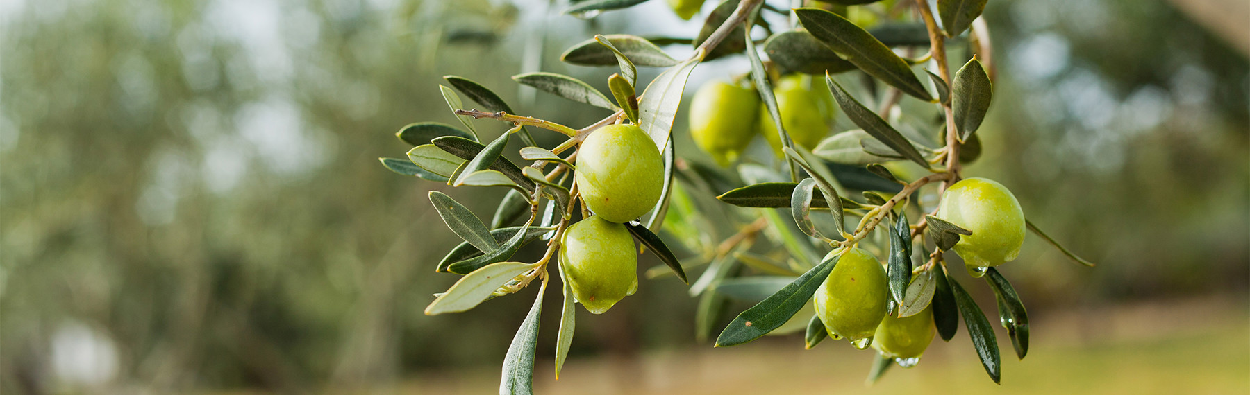 Greek olive grove