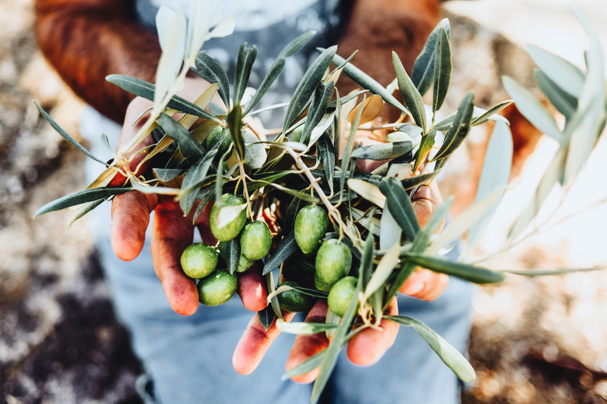 Greece in October, olive harvesting