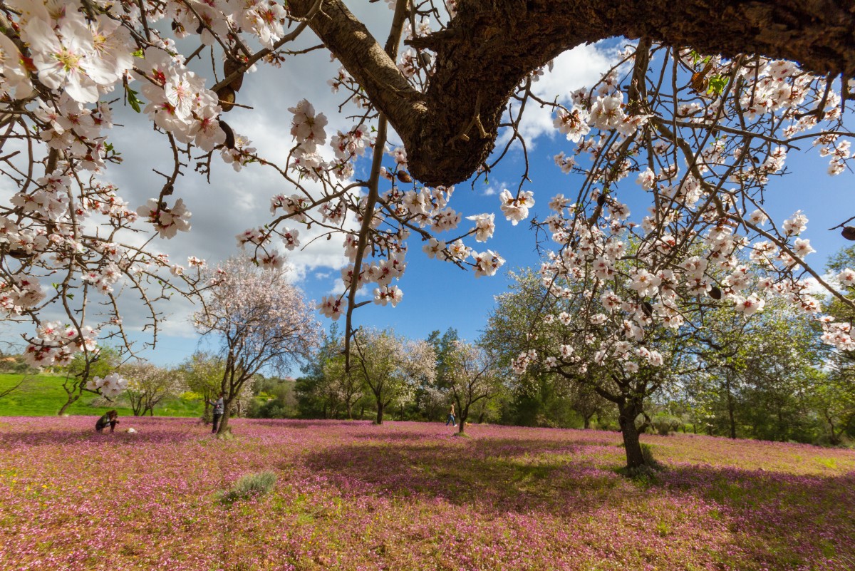Flowers blooming in Cyprus in February