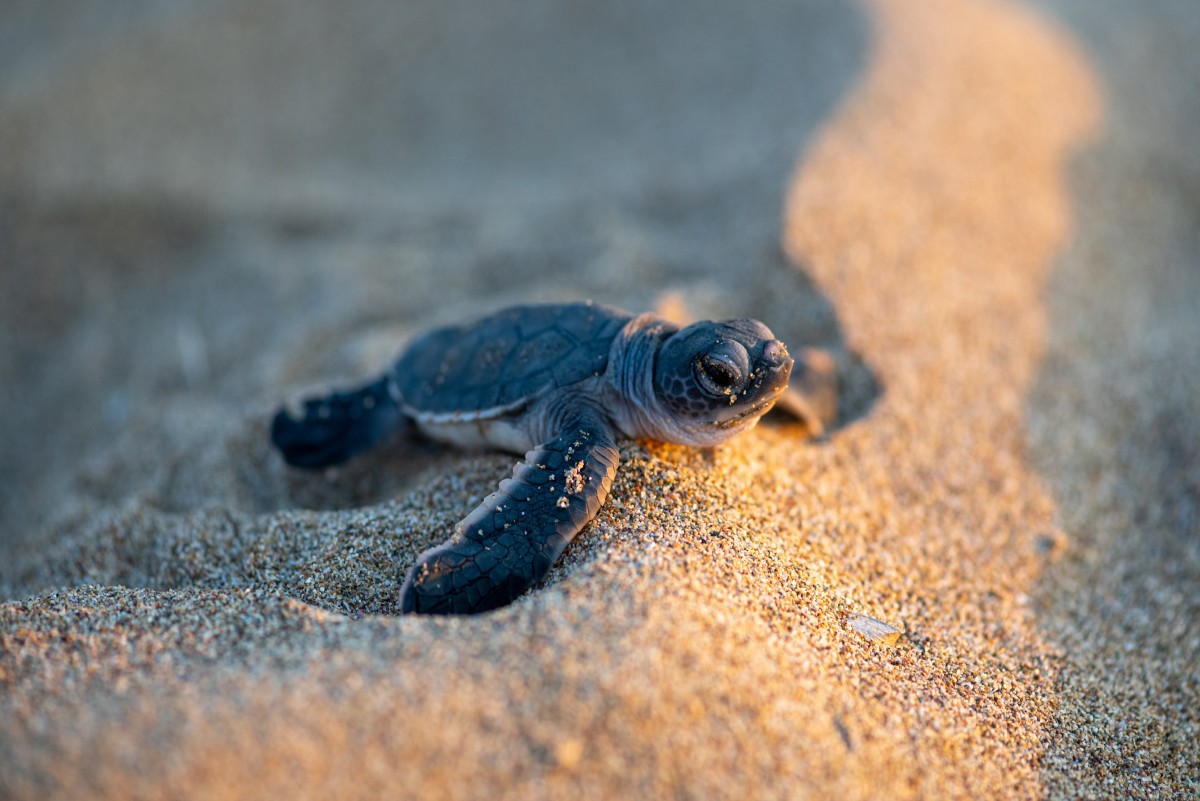 Newly hatched baby sea turtle in Cyprus on the sand