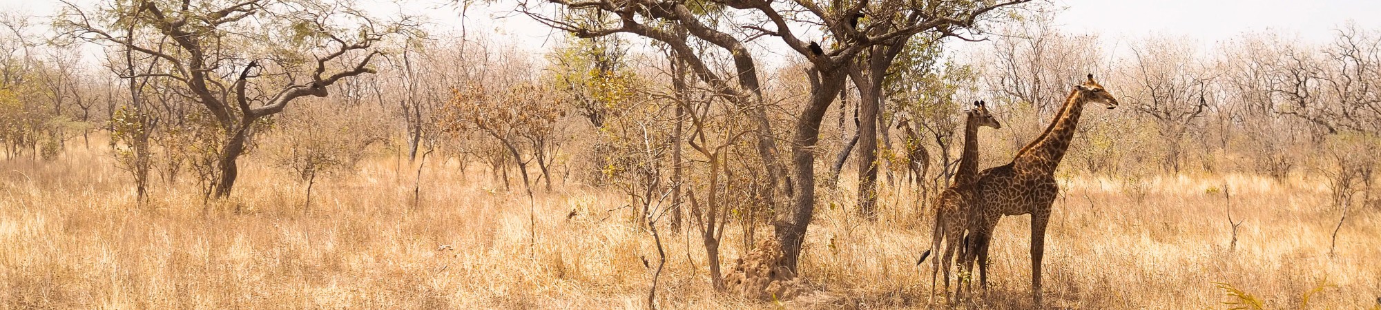 Senegal Fathala Park