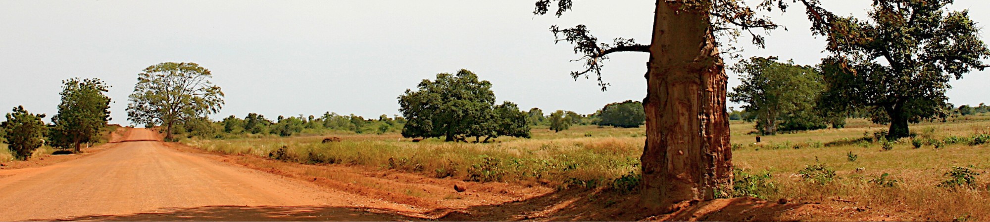 South Gambia Safari